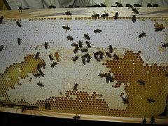 Es summt im Bienenhaus